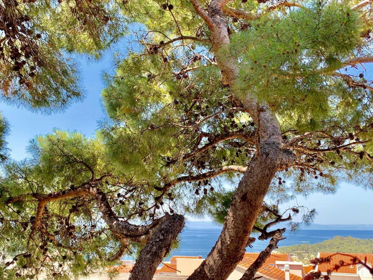 17 Pines